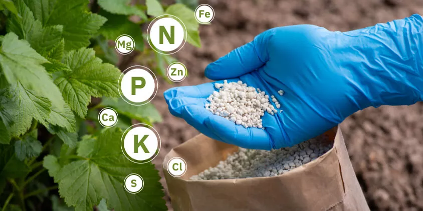 Advantage Of Using Single Super Phosphate (SSP)