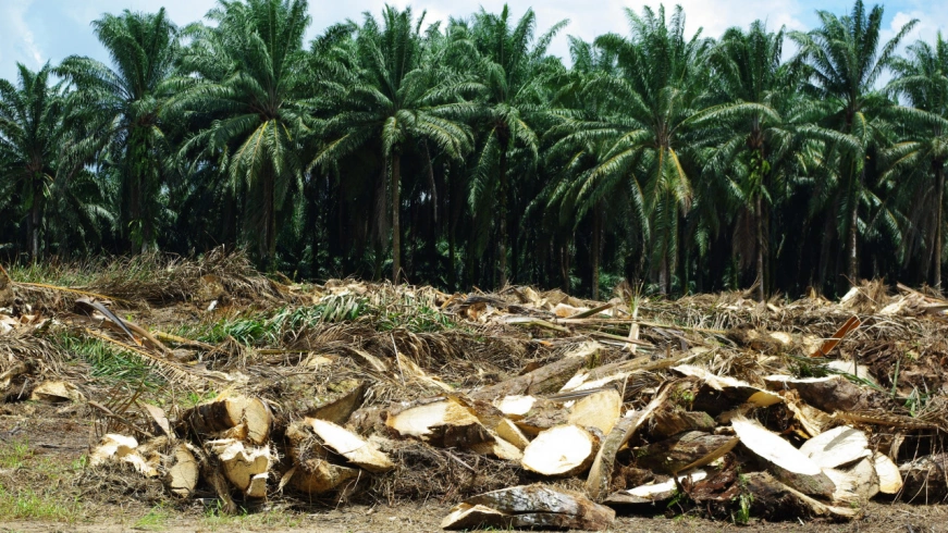 Trial Production: SSP with Local Plant Waste