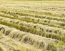 Compost Turners in SSP Fertilizer Production Lines
