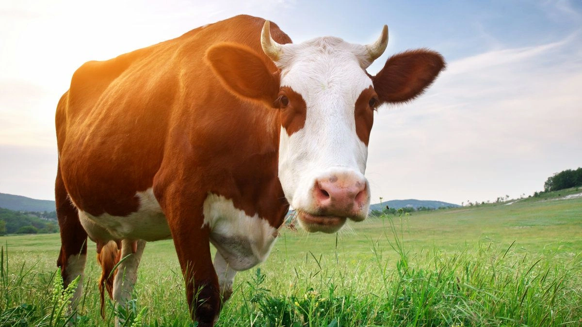 Fertilizer Machine Applications in Animal Manure and Biofertilizer Production