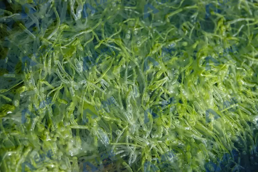 السماد العضوي السائل للخضروات