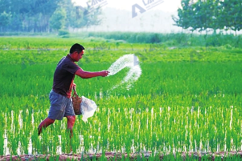 What Is SSP Fertilizer for Agriculture? Benefits, Uses, and Production Process