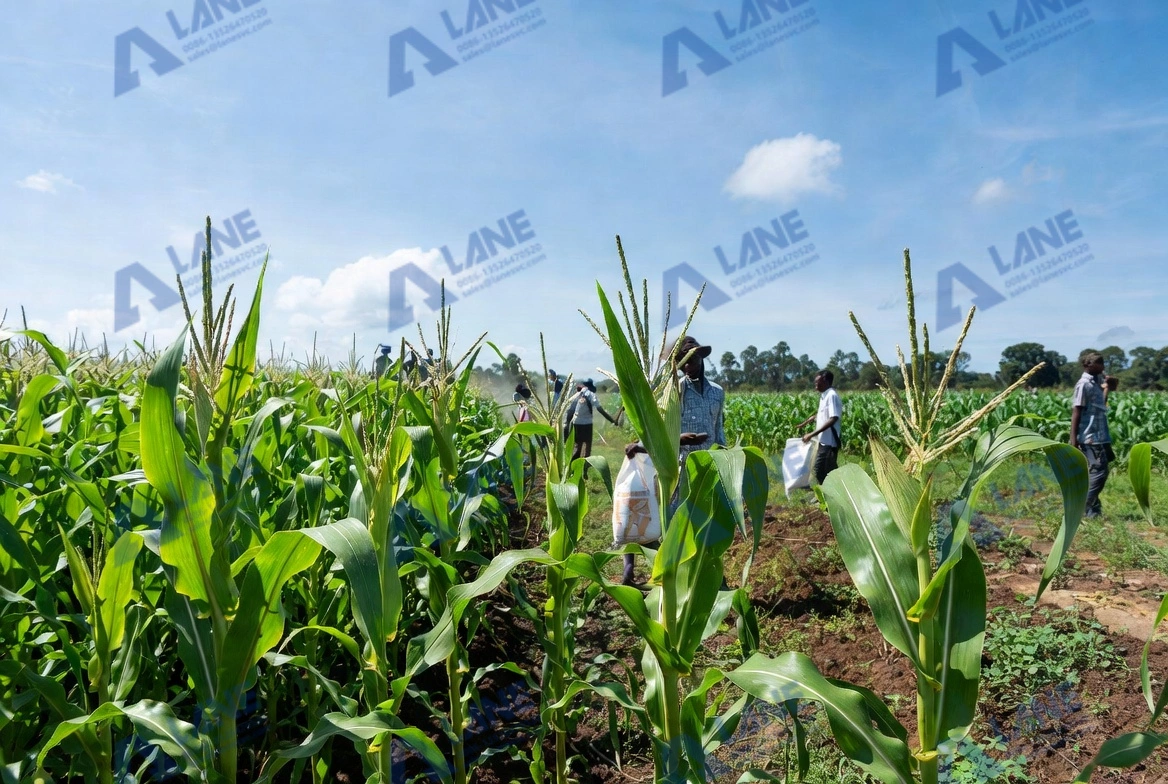 SSP fertilizer for maize