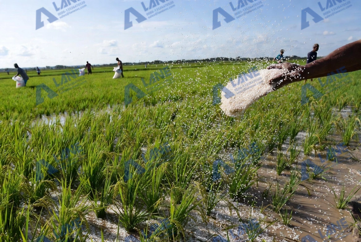 SSP Fertilizer for Rice: Benefits and Best Application Practices